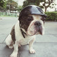 This is a Pet Funny Cool Bike Helmet Hat